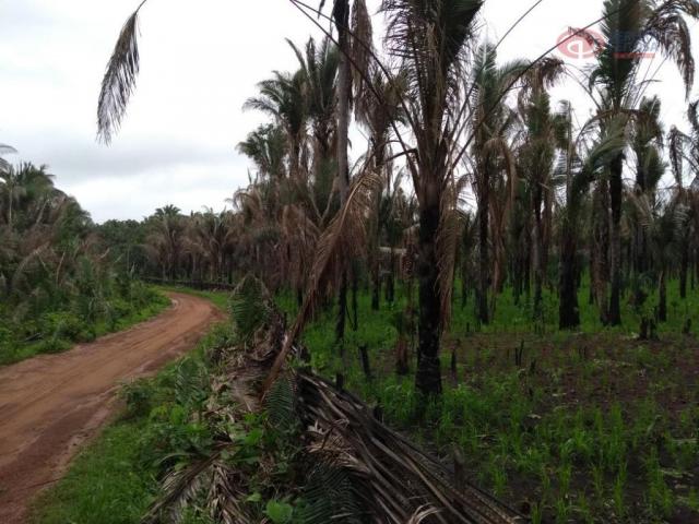 Área rural à venda, maranhão novo, são luís. - Foto 2