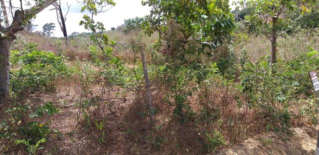 Terreno mulungu- comunidade catolé - Foto 9