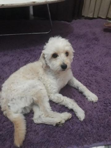 Poodle macho adulto