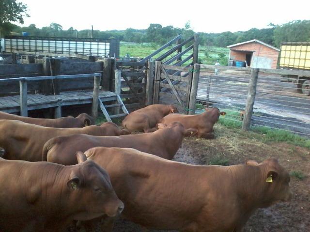 Fazenda formada, 200 hectares 100% asfaltoa Cuiabá, na BR - Foto 10