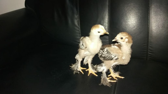 Pintinho da raça Brahma. - Foto 3
