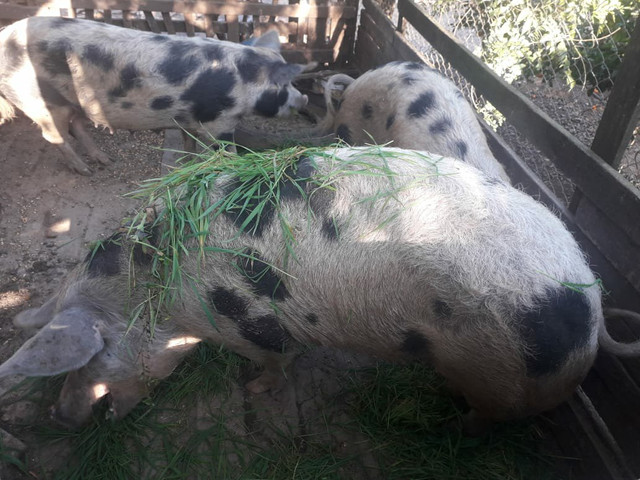 Vendo Porcas Reprodutoras da raça Piau