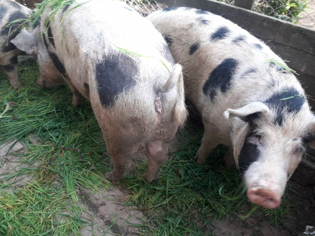 Vendo Porcas Reprodutoras da raça Piau - Foto 5