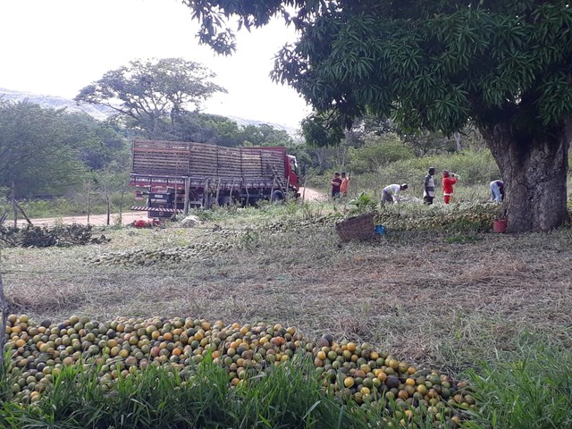 Fazenda/Sítio/Chácara para venda 30 ta = 130.680 m2  na zona rural - Rio Real - BA