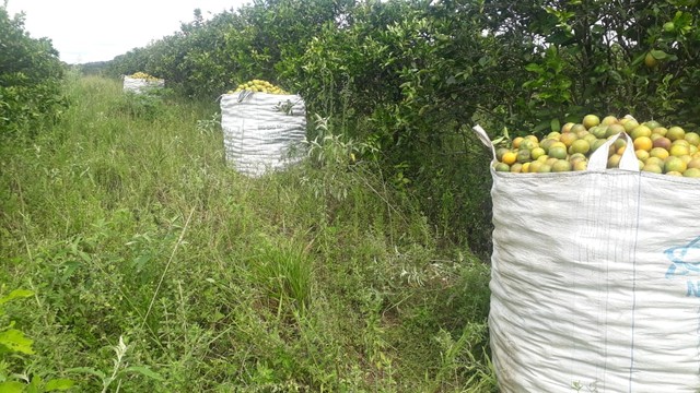 Fazenda/Sítio/Chácara para venda 30 ta = 130.680 m2  na zona rural - Rio Real - BA