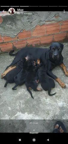 Rottweiler Filhote com pedigree 
