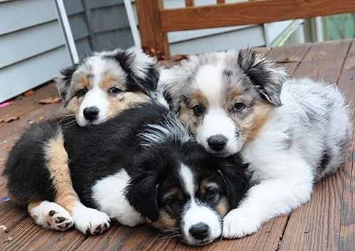 Cachorro Border Collie macho e femea, com garantia genetica vitalicia. -  Cachorros e acessórios - Munhoz Júnior, Osasco 1261817580