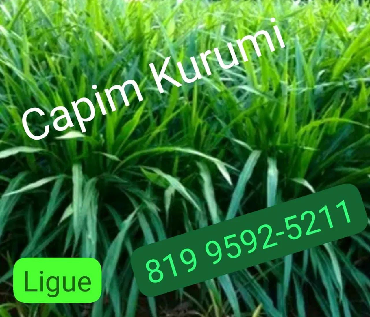 Capim brs kurumi e Brs capiaçu 