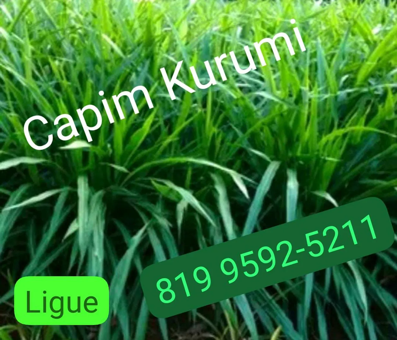 Capim brs kurumi e Brs capiaçu