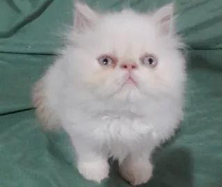 Gatos persas filhotes - Foto 2