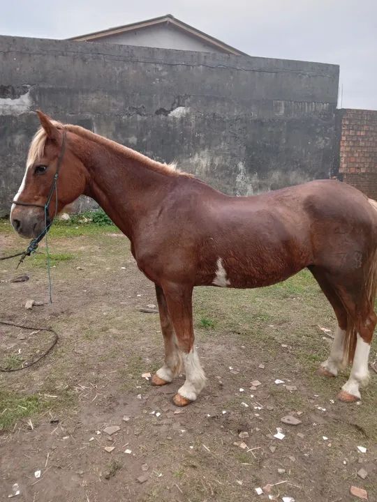 Cavalo criolo  para venda - Foto 2