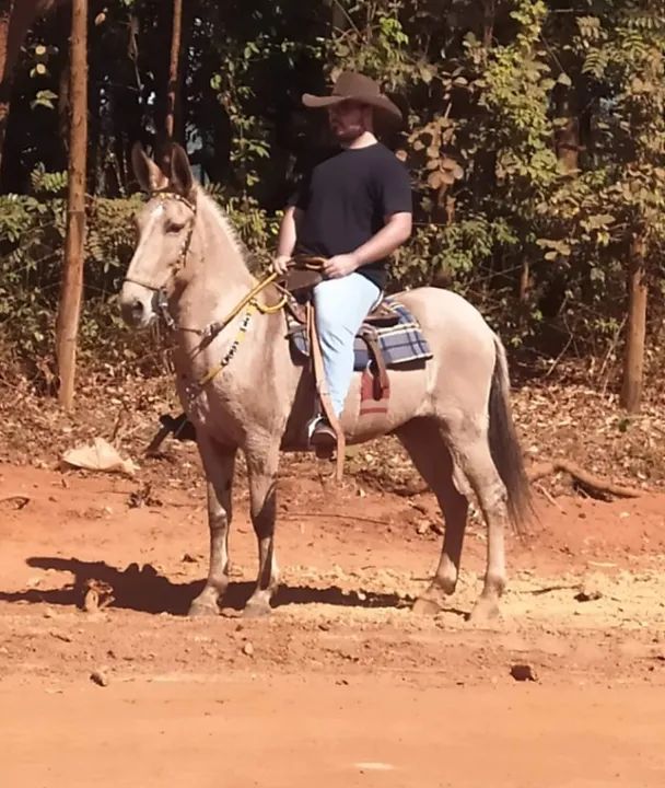 Burro de Confiança - Foto 3