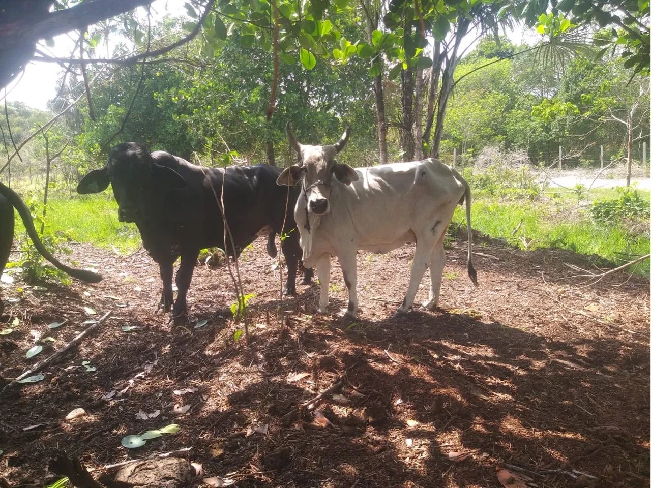 Três mini vacas para venda e um mini touro  - Foto 5
