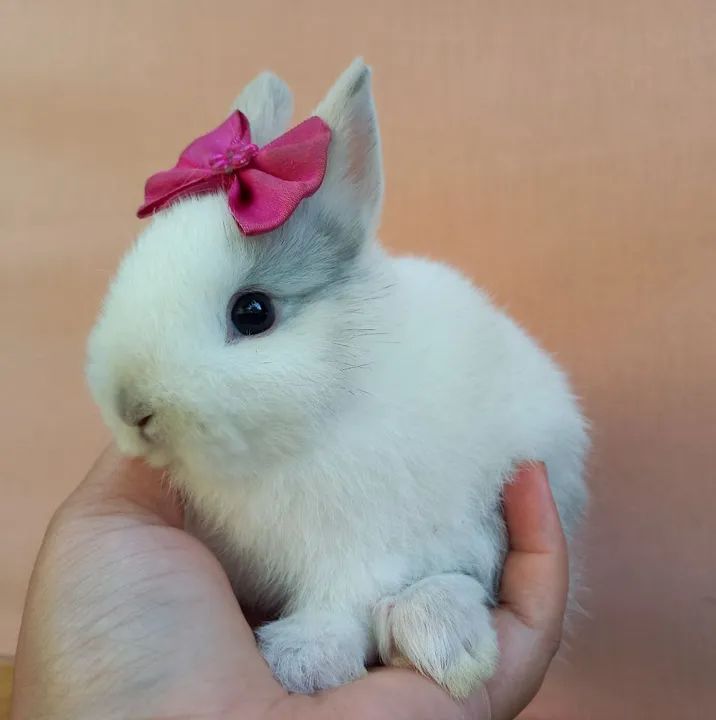 Coelho Anão Netherland Dwarf  - Foto 5