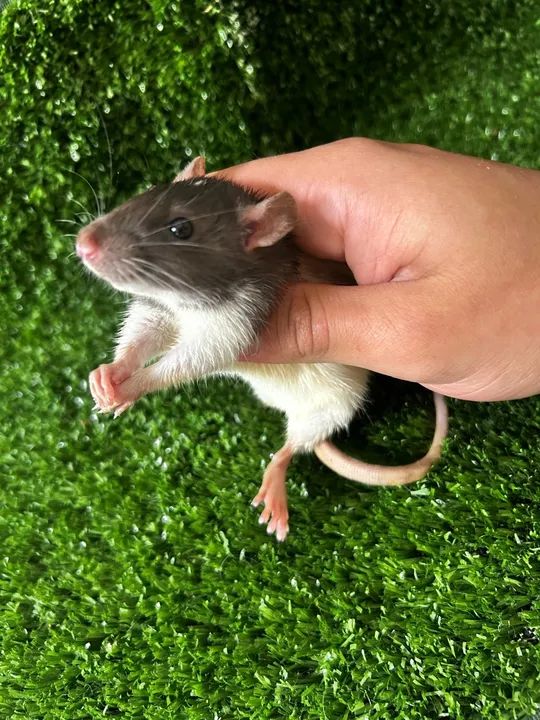 Rato Twister - criação saldavel