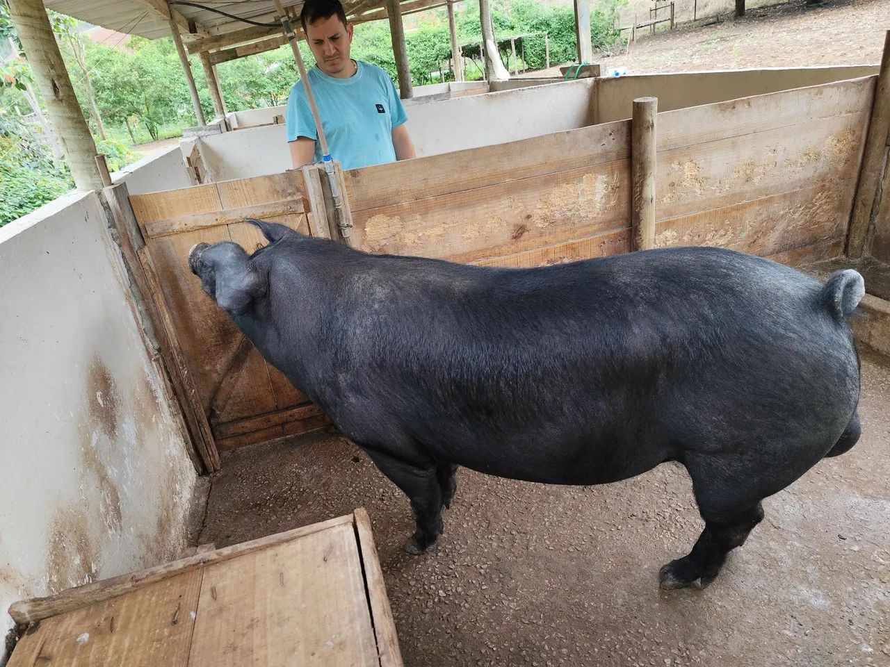 Porca adulta  - Foto 4