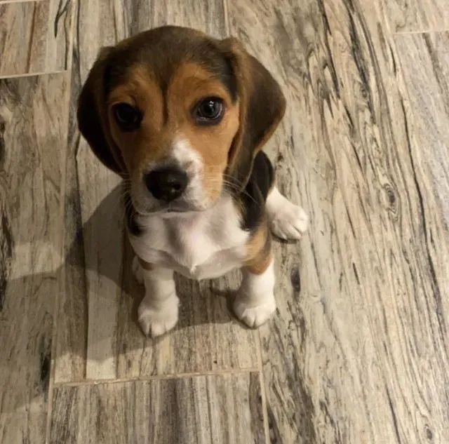 Beagle amigável