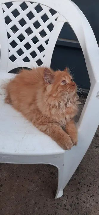 Gatinho Persa Macho - Lindíssimo  - Foto 2