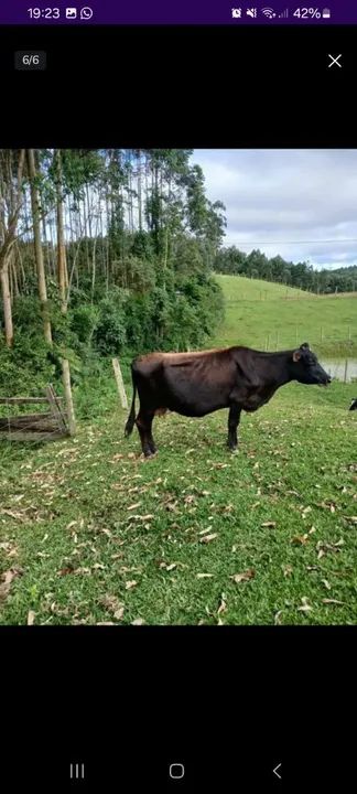 Vaca leiteira  - Foto 6