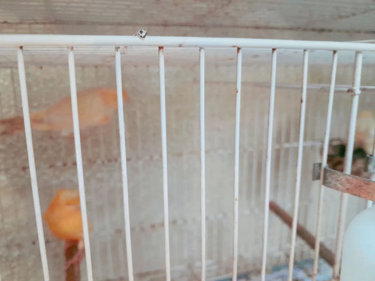 Gaiolas,viveiros e acessórios  - Foto 6