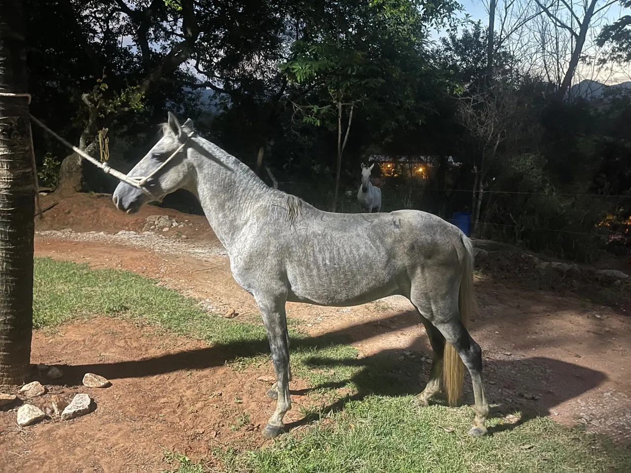 cavalo manso para crianca