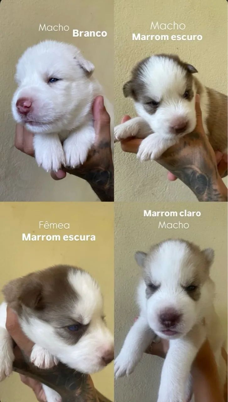 Filhotes de Husky Siberiano com Olhos Azuis - Foto 2