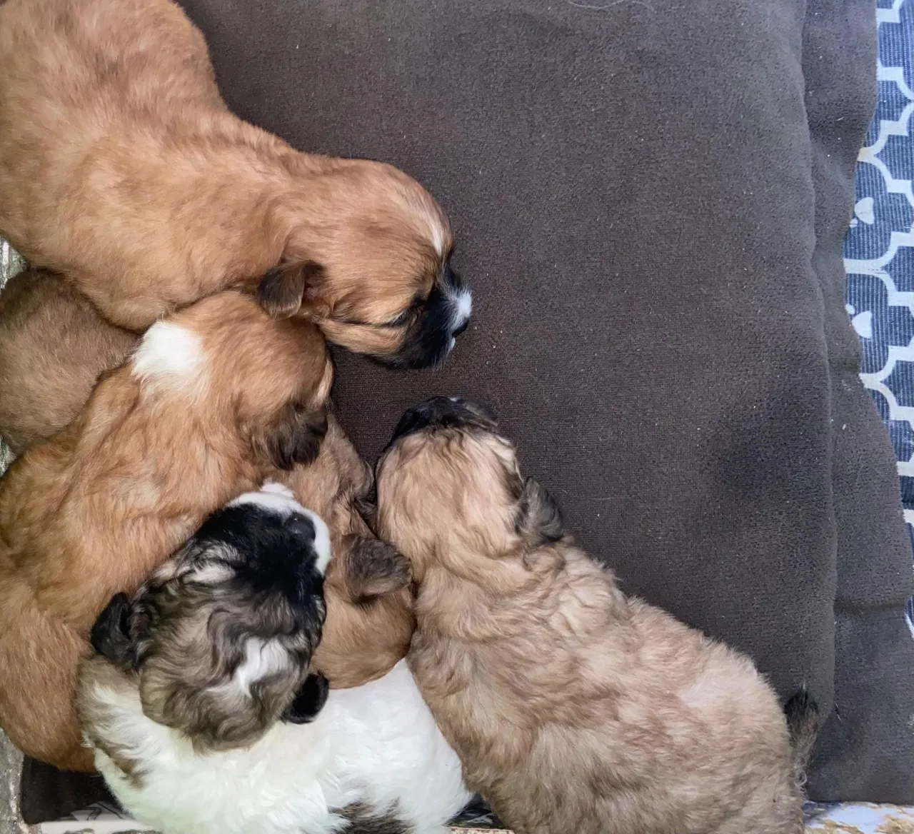 Filhotes de shih tzu