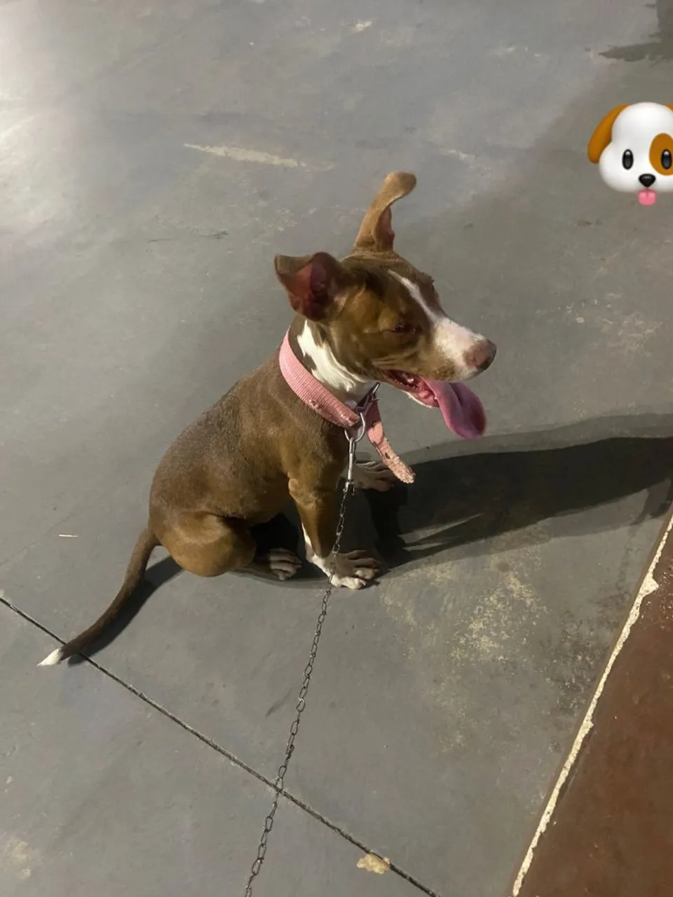 Vendo filhote de pitbull 5.meses de idade 