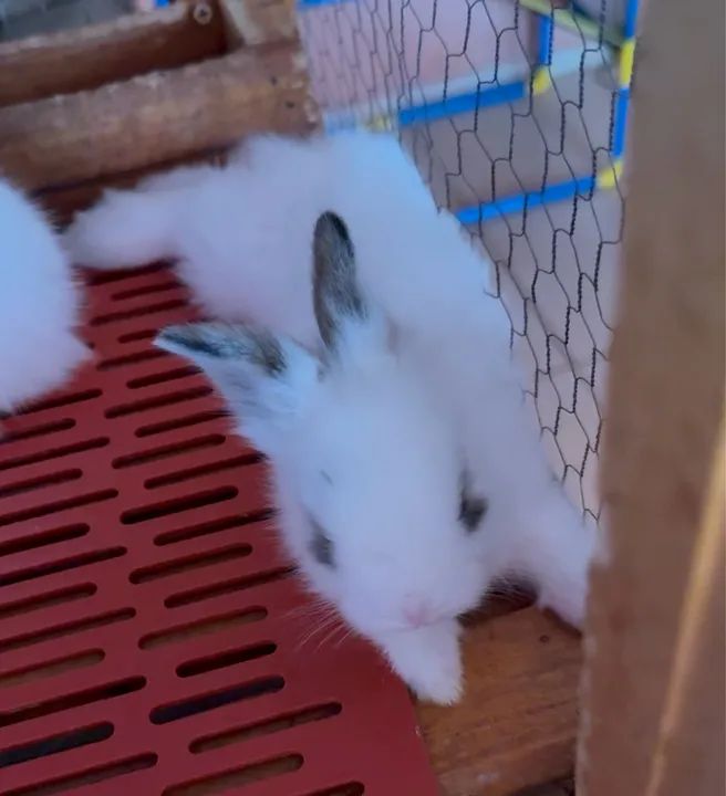 Último casal de coelhos Mini Lions  - Foto 2