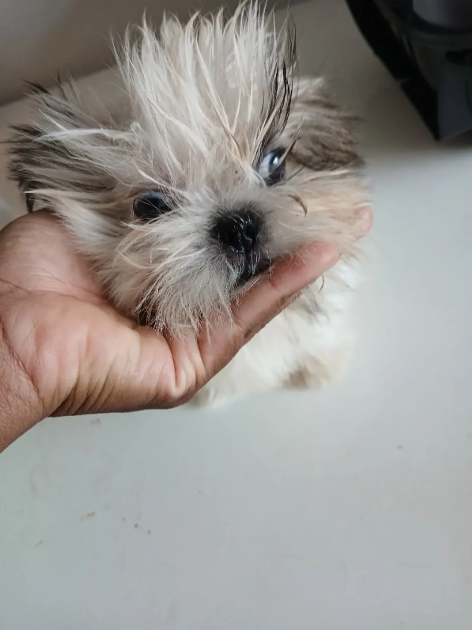 Filhote mestiço de Shitzu em bom estado !!!