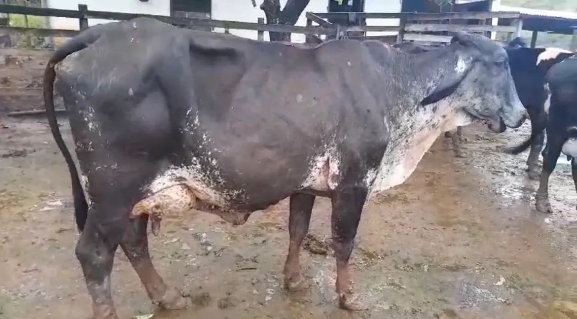 Vaca de leite girolanda 