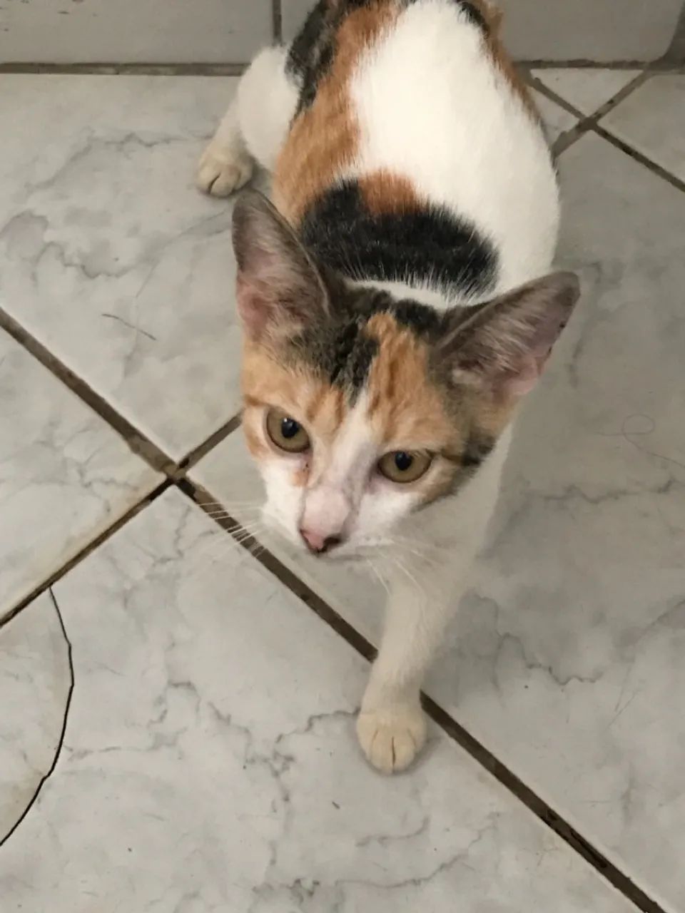 Três Gatos para Adoção - Foto 3