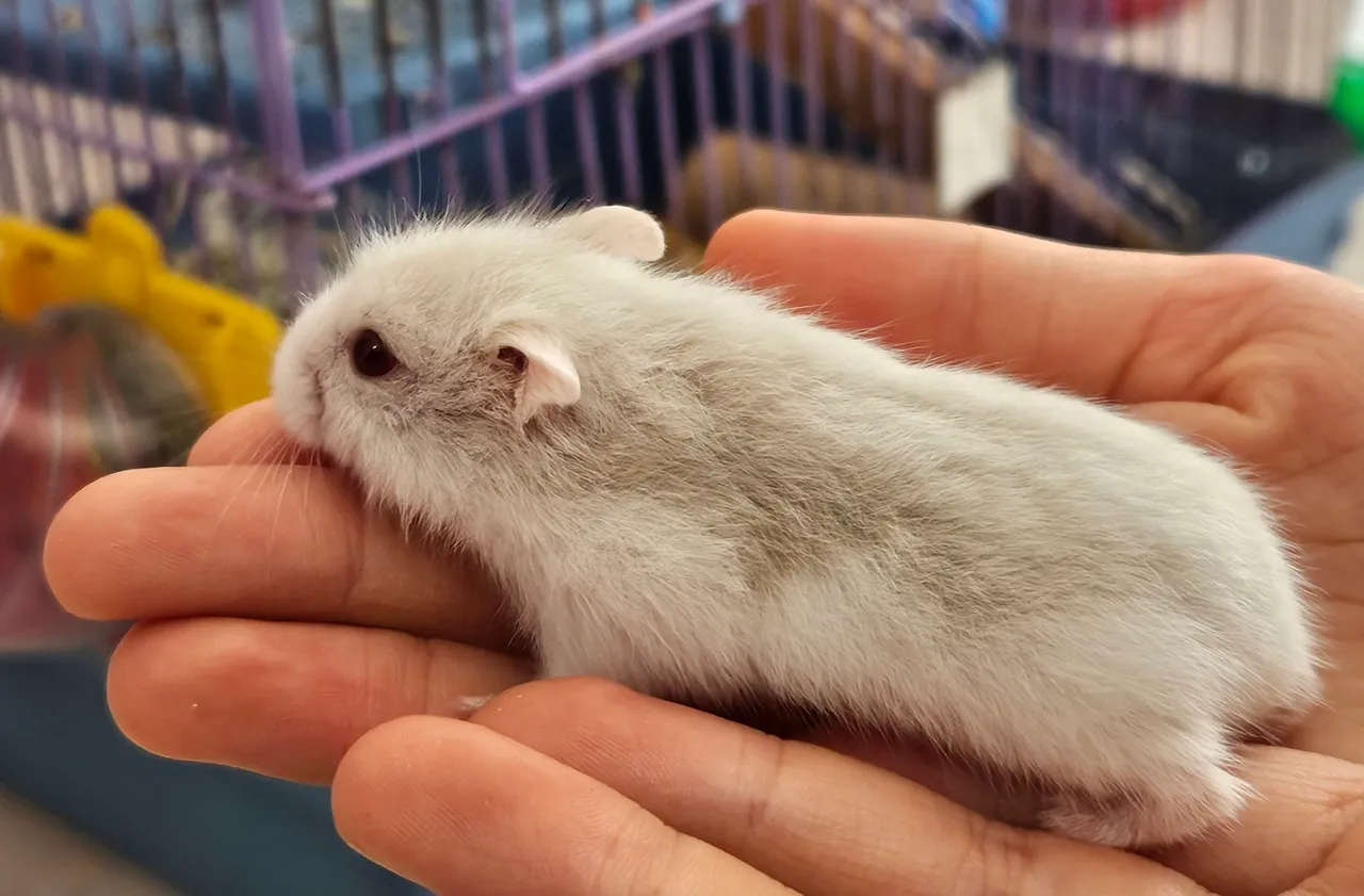 Hamster Anão Russo Filhote Fêmea MANSA!