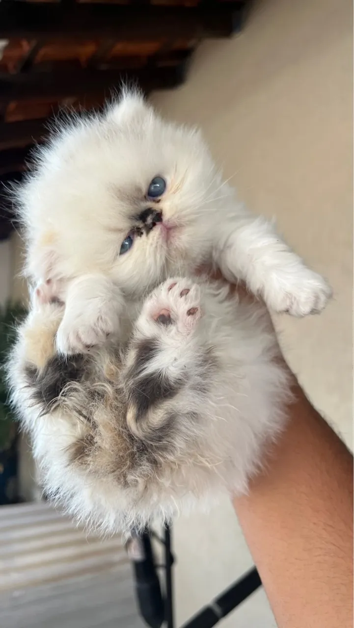 Vendo filhote de GATO PERSA FÊMEA