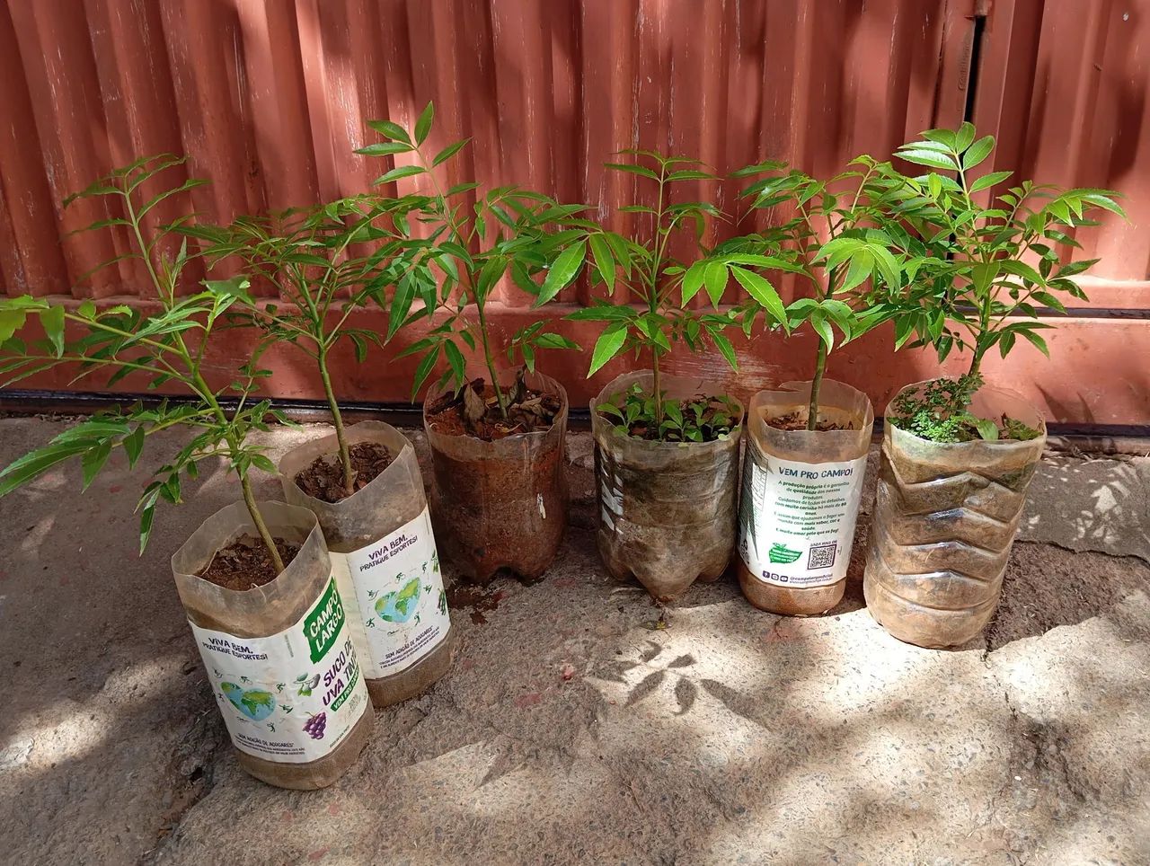 6 Mudas de cana Caiana por 50 reais  - Foto 2