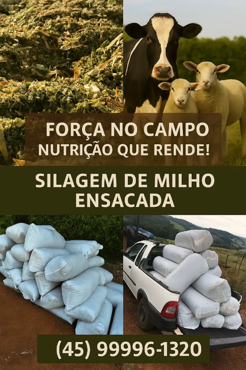 Silagem de Milho Ensacada - Pronta Entrega em Cascavel - Foto 2