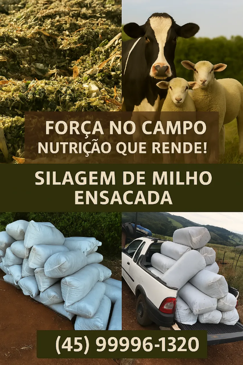 Silagem de Milho Ensacada - Pronta Entrega em Cascavel