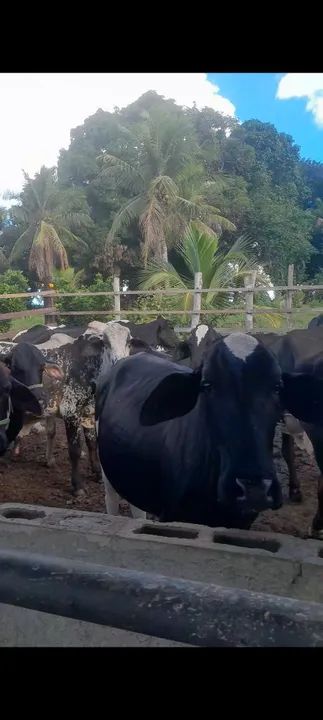 Gado leiteiro  - Foto 4