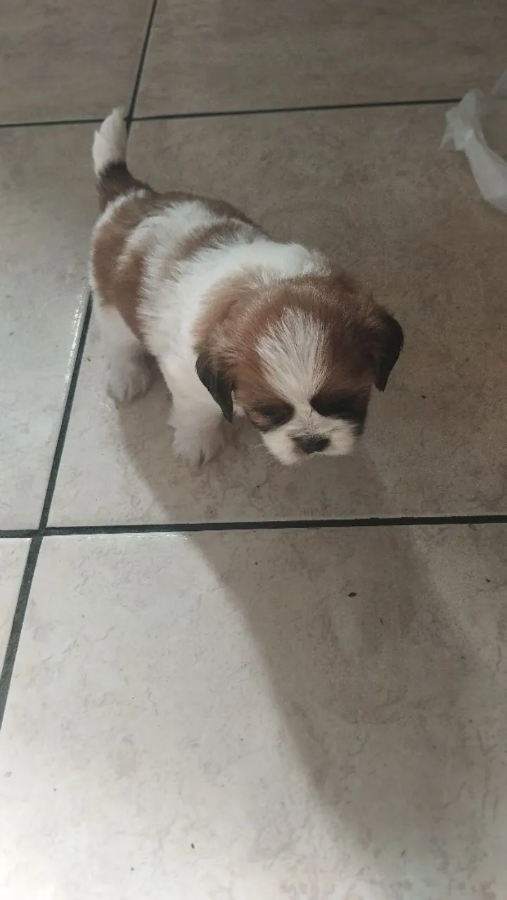 Filhote de Shih Tzu pra vender