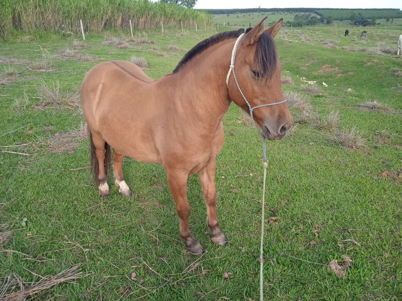 Cavalo para agropecuária - Foto 6