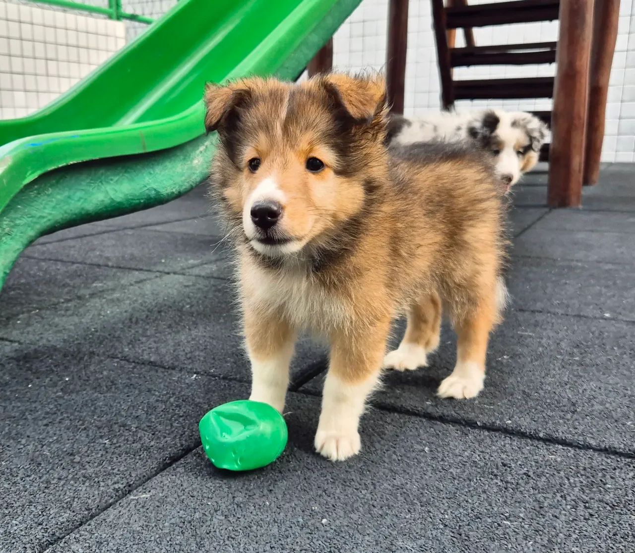Filhote de Pastor de Shetland Cole