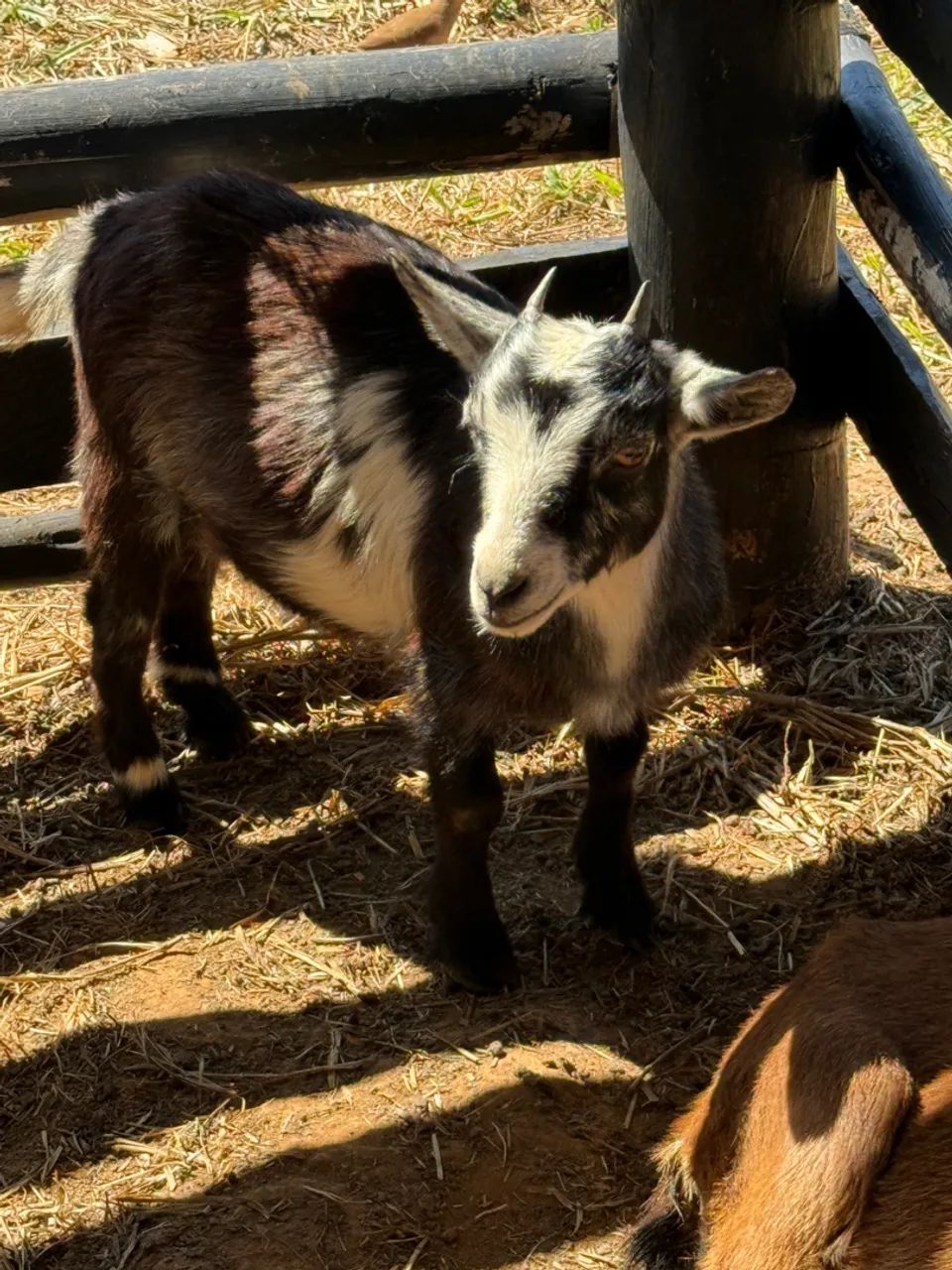 Mini cabras disponíveis  - Foto 2