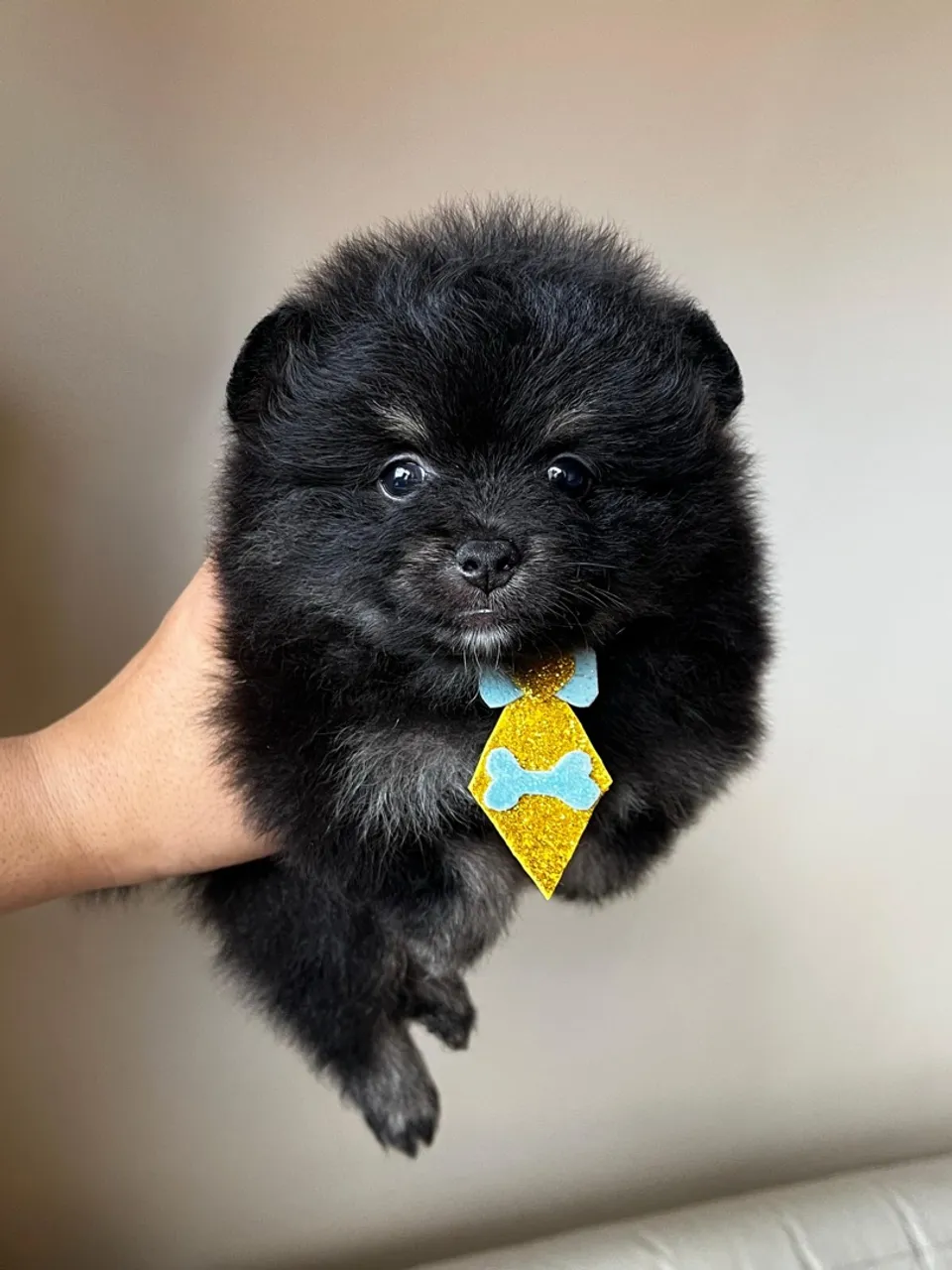 Spitz Alemão - Lulu da Pomerania