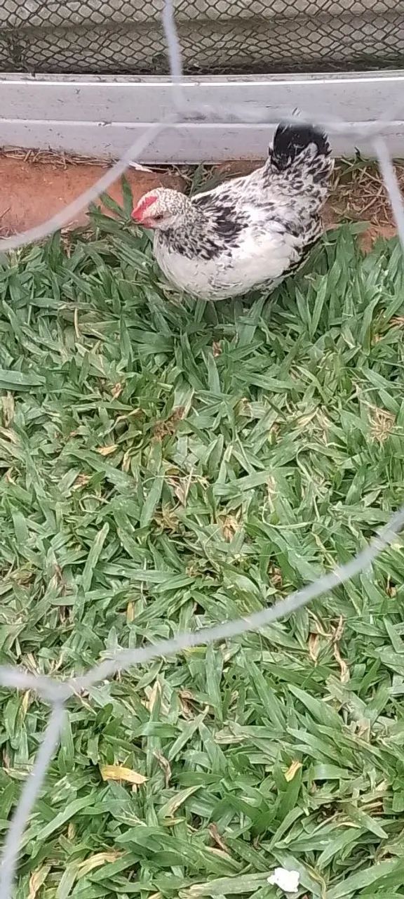 Liquidando últimas unidades  - Foto 2