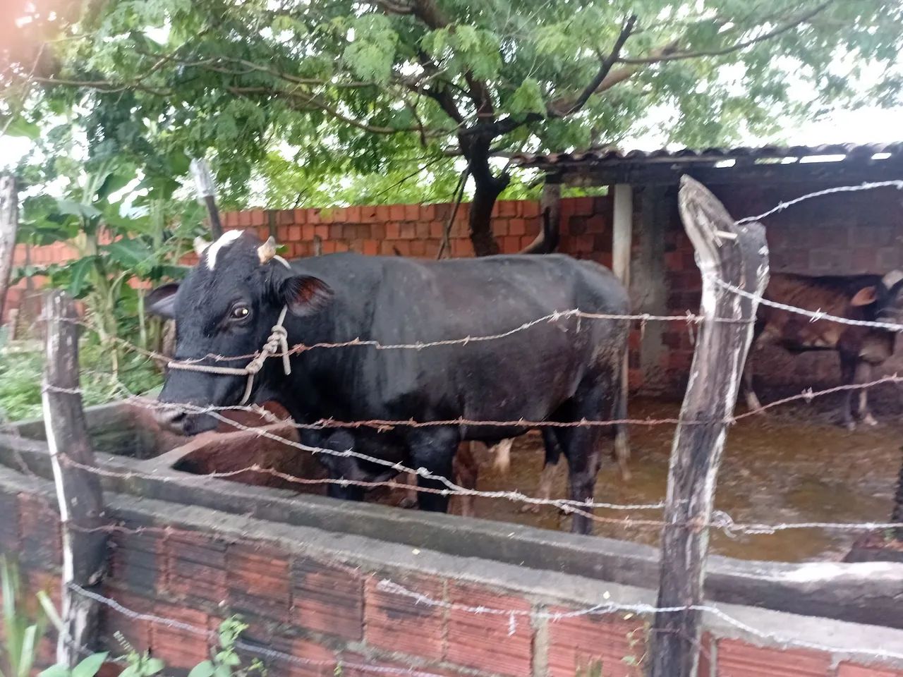 BOI REPRODUTOR A VENDA? - Foto 4