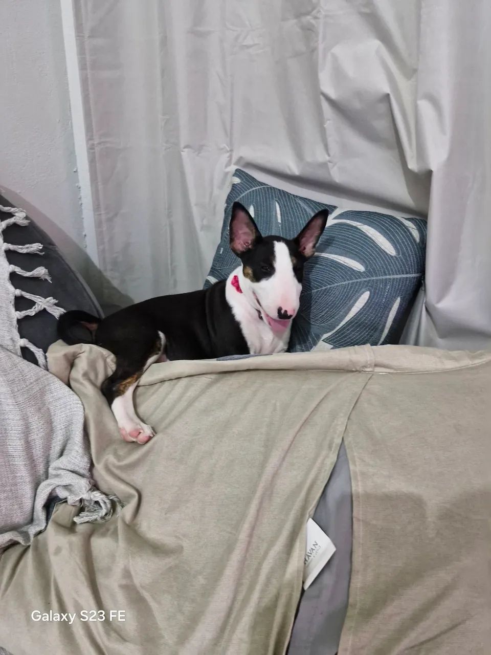 Bull Terrier Inglês - Adorável! - Foto 3