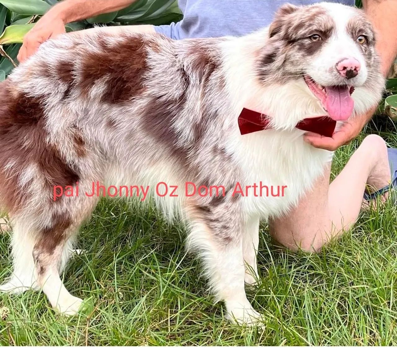 Filhote Border Collie  - Foto 2