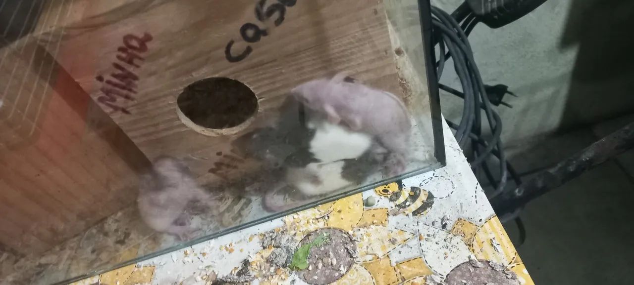 Tenho disponível lidos filhotes de tuisther dumbo são bem mansos  - Foto 5