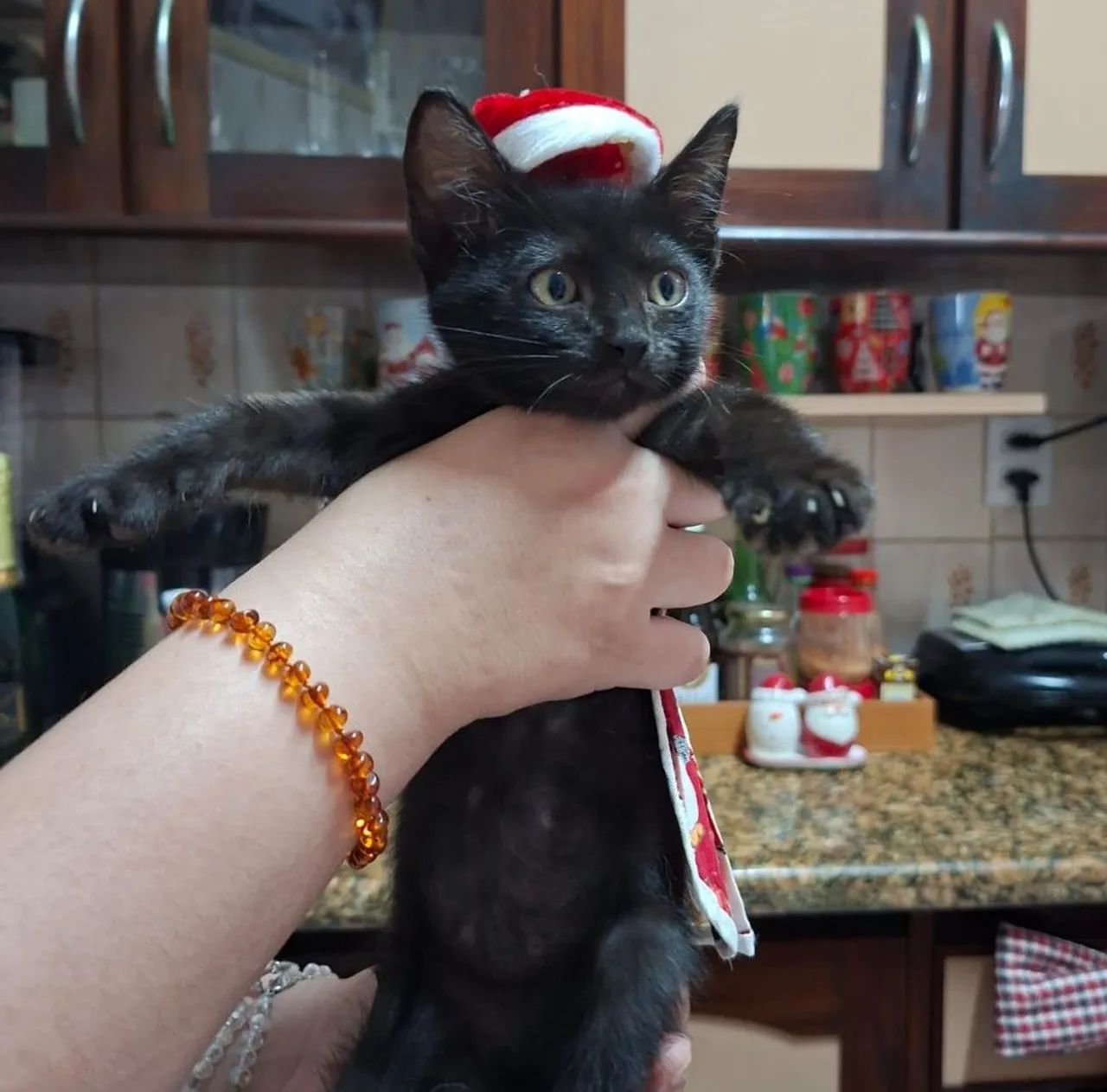 Adoção Responsável - Gato - Foto 3