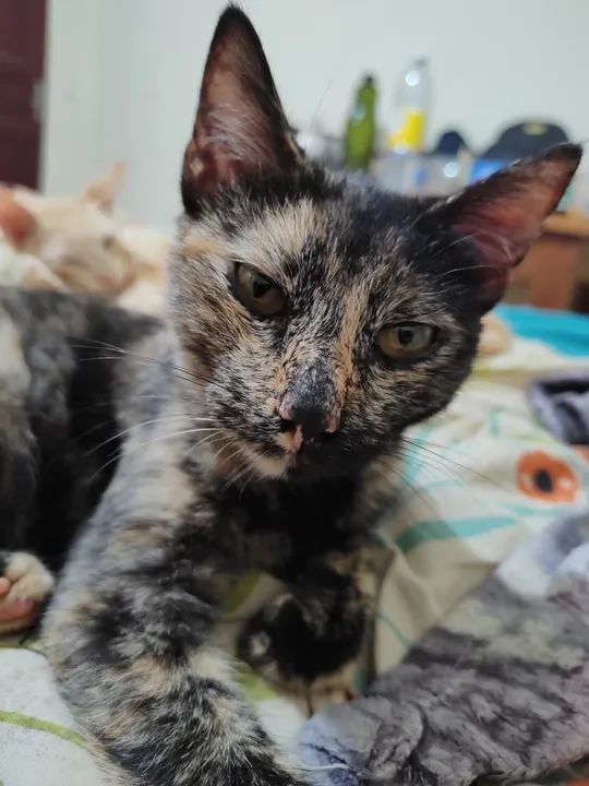 Gatinha Fofinha para Adoção